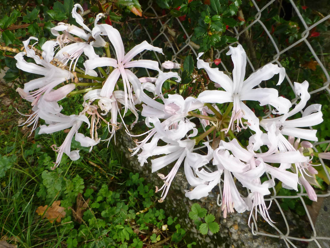 Nerine bowdenii photo